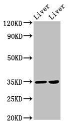 NANOGP8 antibody