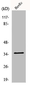 NANOGP8 antibody