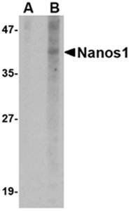 Nanos1 Antibody