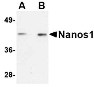 Nanos1 Antibody
