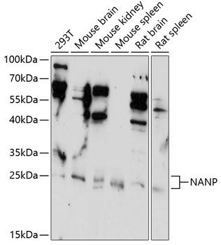 NANP antibody