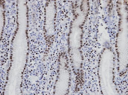 NANS Rabbit Polyclonal Antibody
