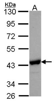 NANS antibody