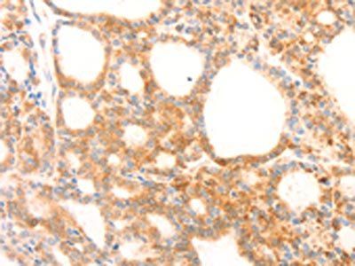 NAP1L1 antibody