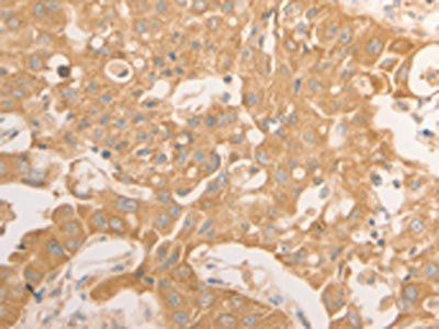 NAP1L1 Antibody
