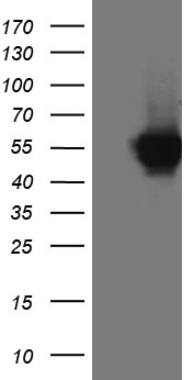 NAP1L3 antibody