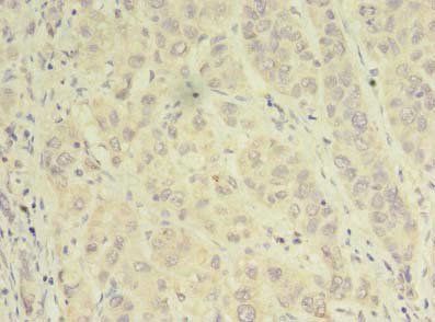 NAPA Antibody