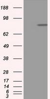 NAPE PLD Antibody
