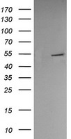 NAPE PLD (NAPEPLD) antibody