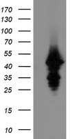 NAPE PLD Antibody