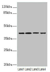 NAPEPLD Antibody