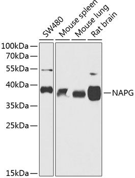 NAPG antibody