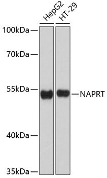 NAPRT antibody