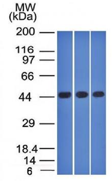 NAPSA antibody