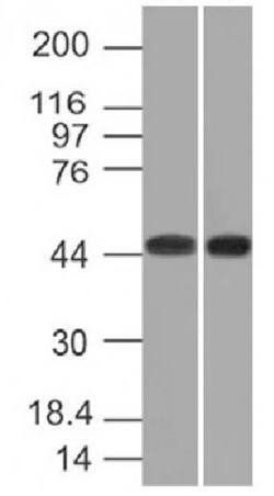 Napsin A (Lung Adenocarcinoma Marker) Antibody