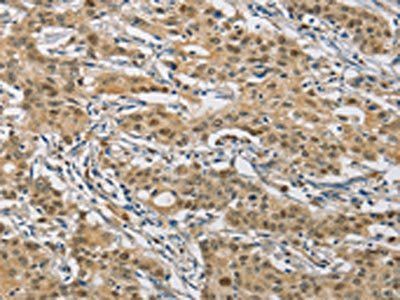 NAPSA antibody