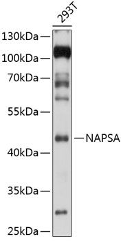 NAPSA antibody