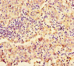 NAPSA Antibody