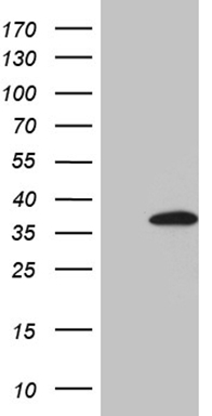 NAPSIN A (NAPSA) antibody