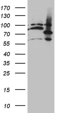 NAPSIN A (NAPSA) antibody