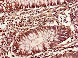 CIAO3 Antibody