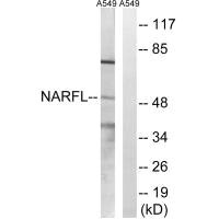 NARFL antibody