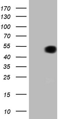 NARS2 Antibody