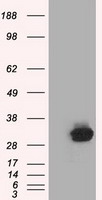 NAT8 Antibody