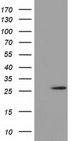 Natriuretic Peptide Receptor C Antibody