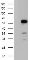 Natriuretic Peptide Receptor C (NPR3) antibody