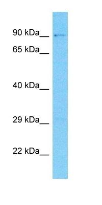 NAV2 antibody