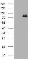 NAV3 antibody