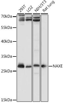 NAXE antibody