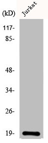 NBL1 Antibody