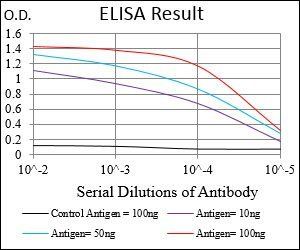 NBN Antibody