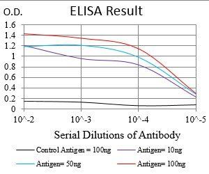 NBN Antibody