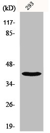 NBPF1 antibody