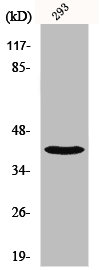 NBPF1/NBPF9/NBPF10/NBPF12/NBPF14/NBPF15/NBPF16/NBPF20 Antibody