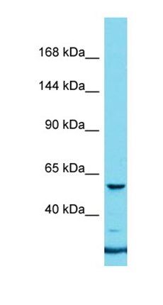 NBPF24 antibody