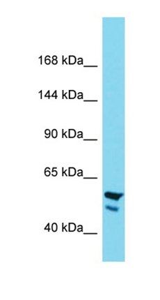 NBPF24 antibody