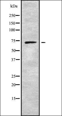NBPF3 antibody