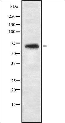 NBPF4 antibody