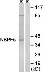 NBPF5 Antibody