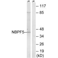 NBPF5P Antibody