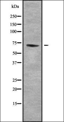 NBPF6 antibody