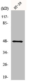 NBPF7 antibody