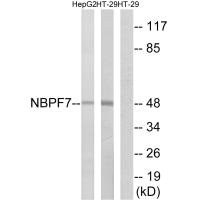 NBPF7 antibody