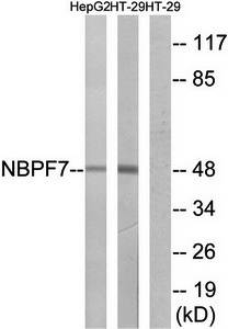 NBPF7 antibody