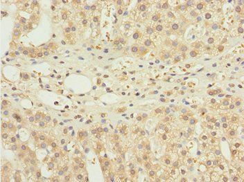 NBR1 Antibody