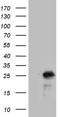 NCALD Antibody